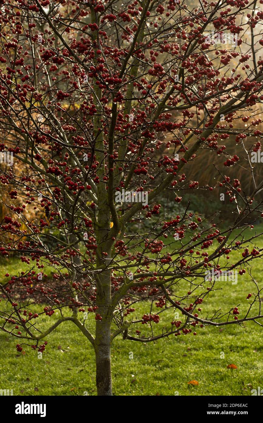 Crataegus persimilis 'Prunifolia' in autumn Stock Photo