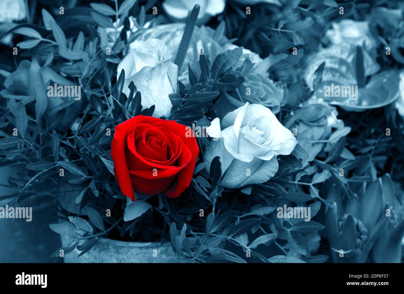 Funeral Rose And Calla Flowers Bouquet Arrangement Mourning Background Grief Memorial Sorrow Loss Concept Selective Focus Blue Red White Retro Stock Photo Alamy