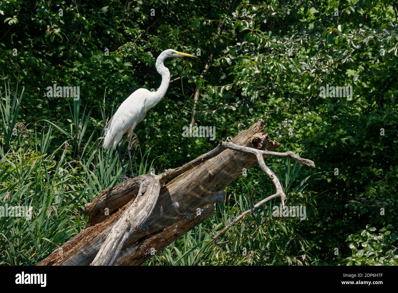 Great egret; Ardea alba; large bird; standing on dead tree; nature; white; yellow bill; black legs; wildlife; animal; Delaware; DE, summer Stock Photo