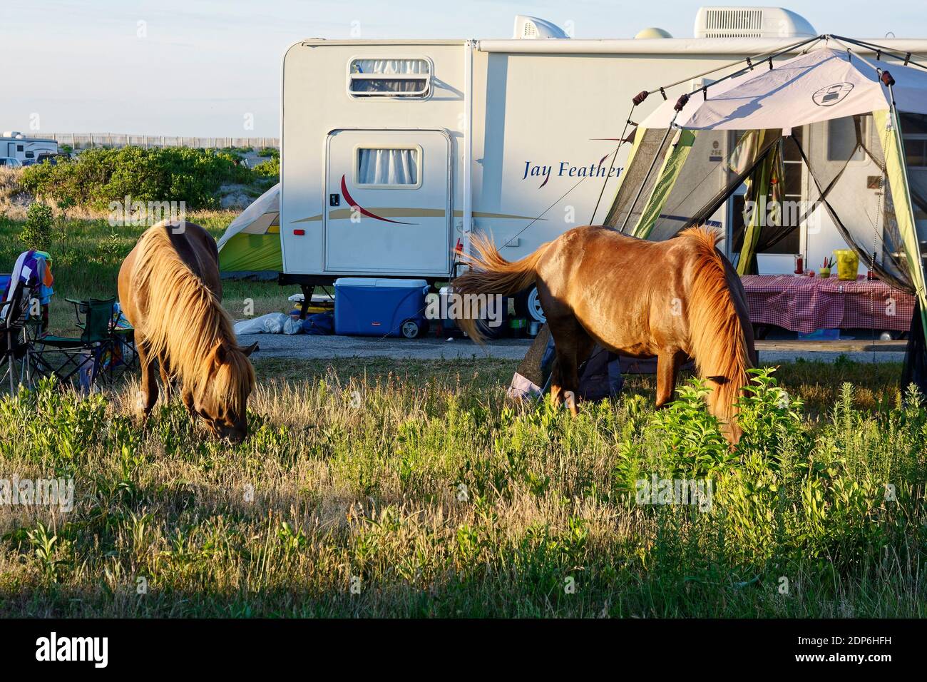 2 wild horses; eating grass, animals; campsite; campground; wildlife