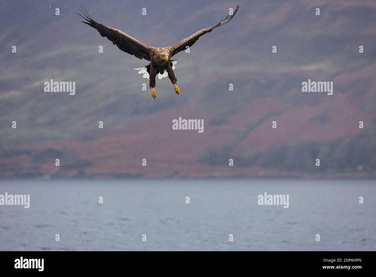 White Tailed Sea Eagles Inner Hebrides, Scotland Stock Photo
