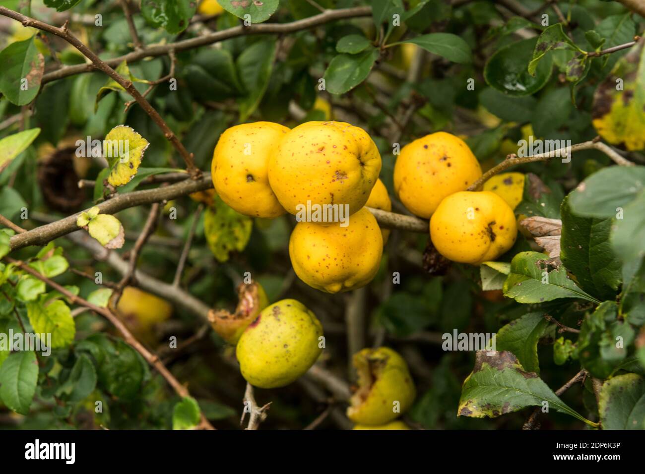 Yellow fruits of Chaenomeles japonica Stock Photo