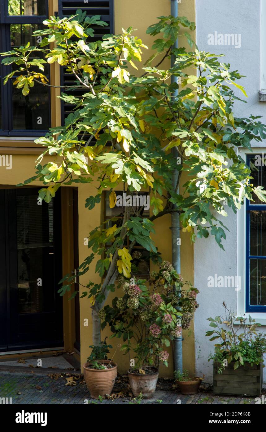 Fig in front of a house Stock Photo