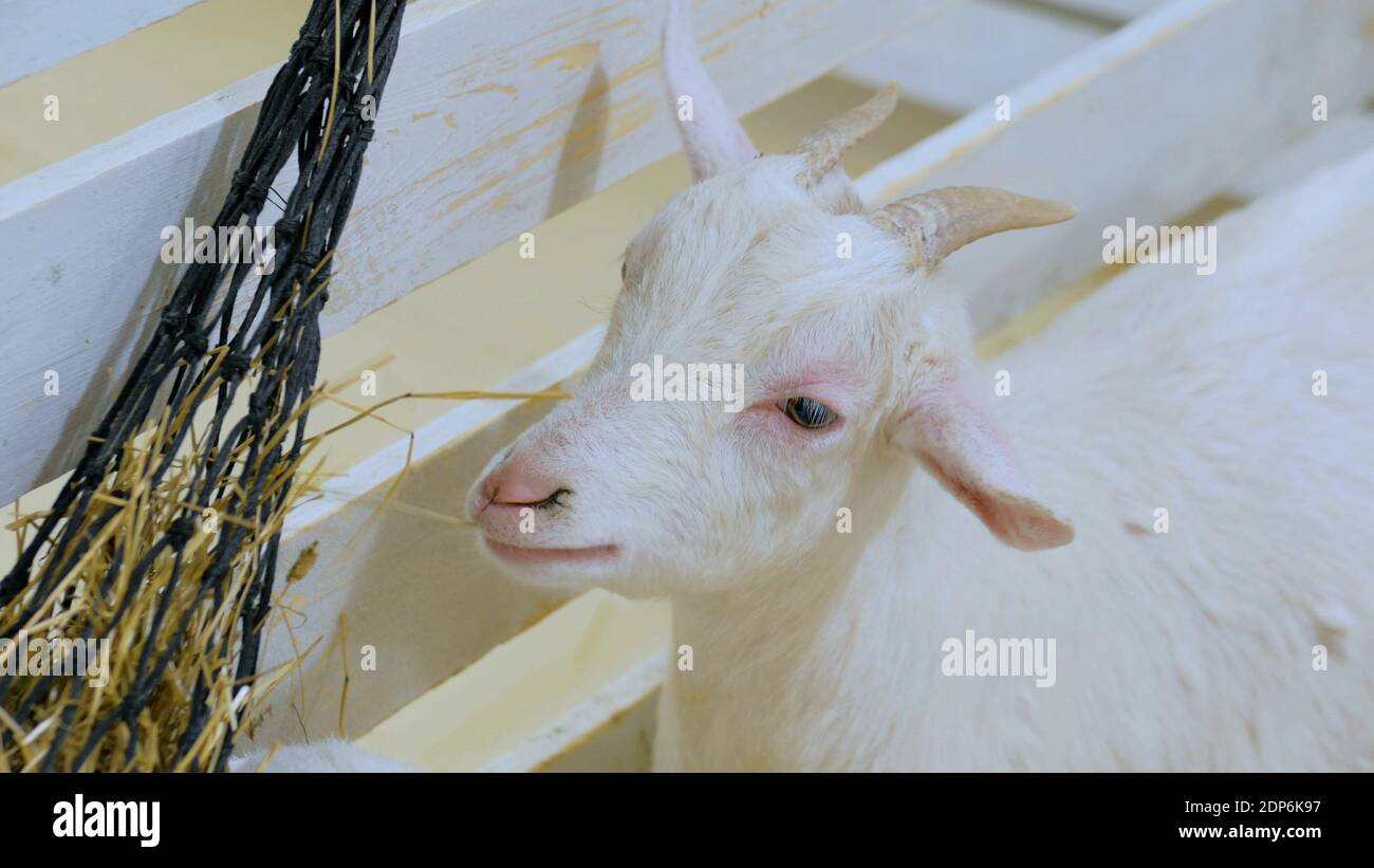 White goat eat hay in farm Stock Photo Alamy