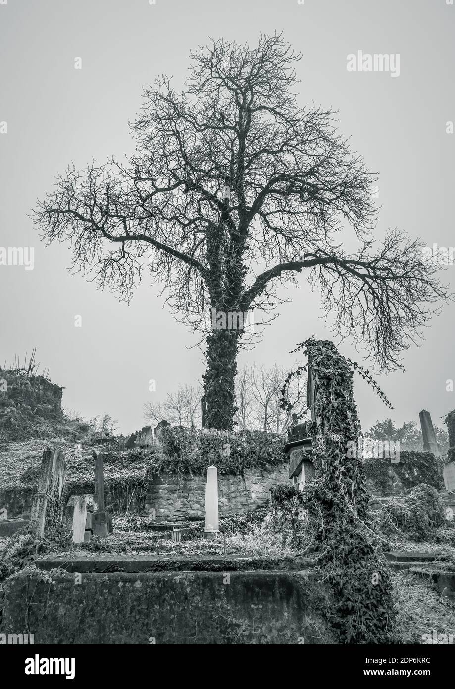Tree in a cemetery guarding over graves and tombstones. Stock Photo
