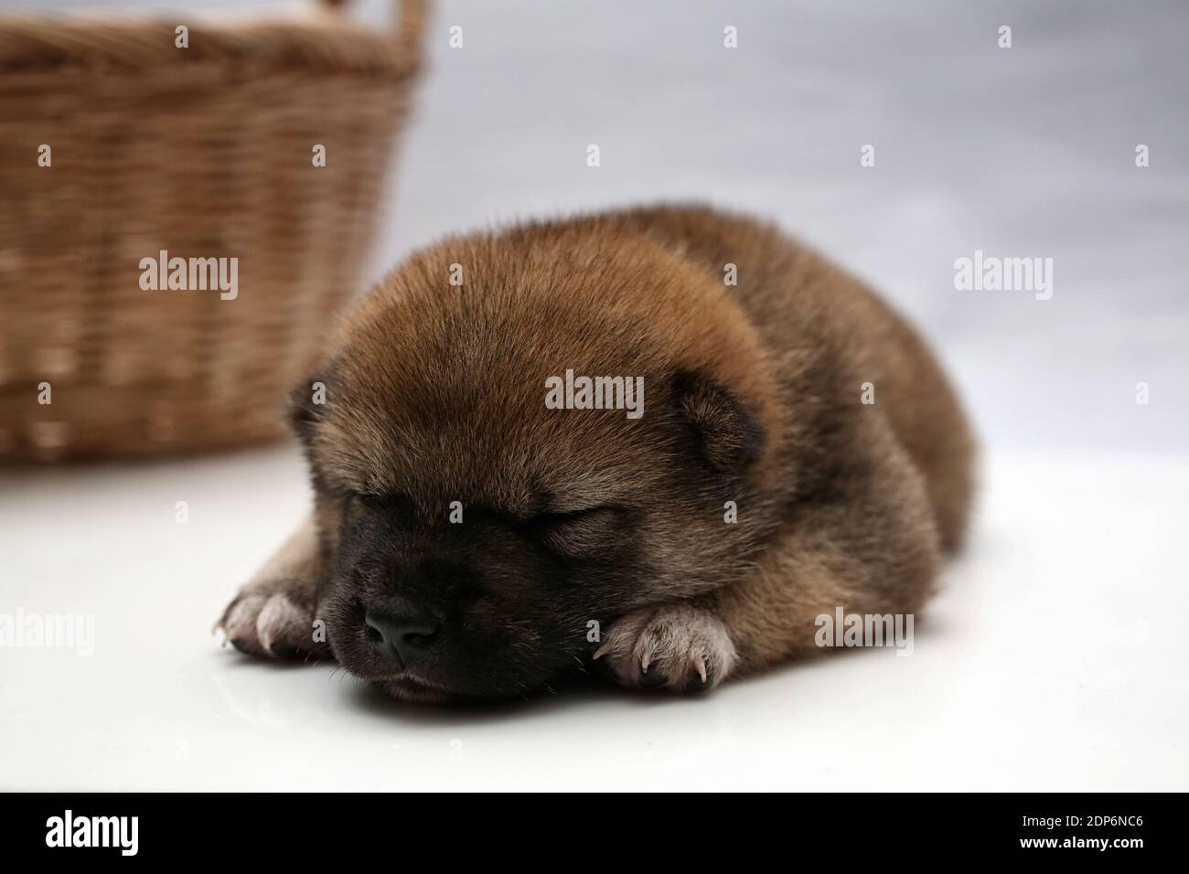 Close Up Of A Newborn Shiba Inu Puppy Japanese Shiba Inu Dog Dog Sleeping Beautiful Shiba Inu Puppy Color Brown And Mom 5 Day Old Puppy On Hand Dog On Basket Stock Photo