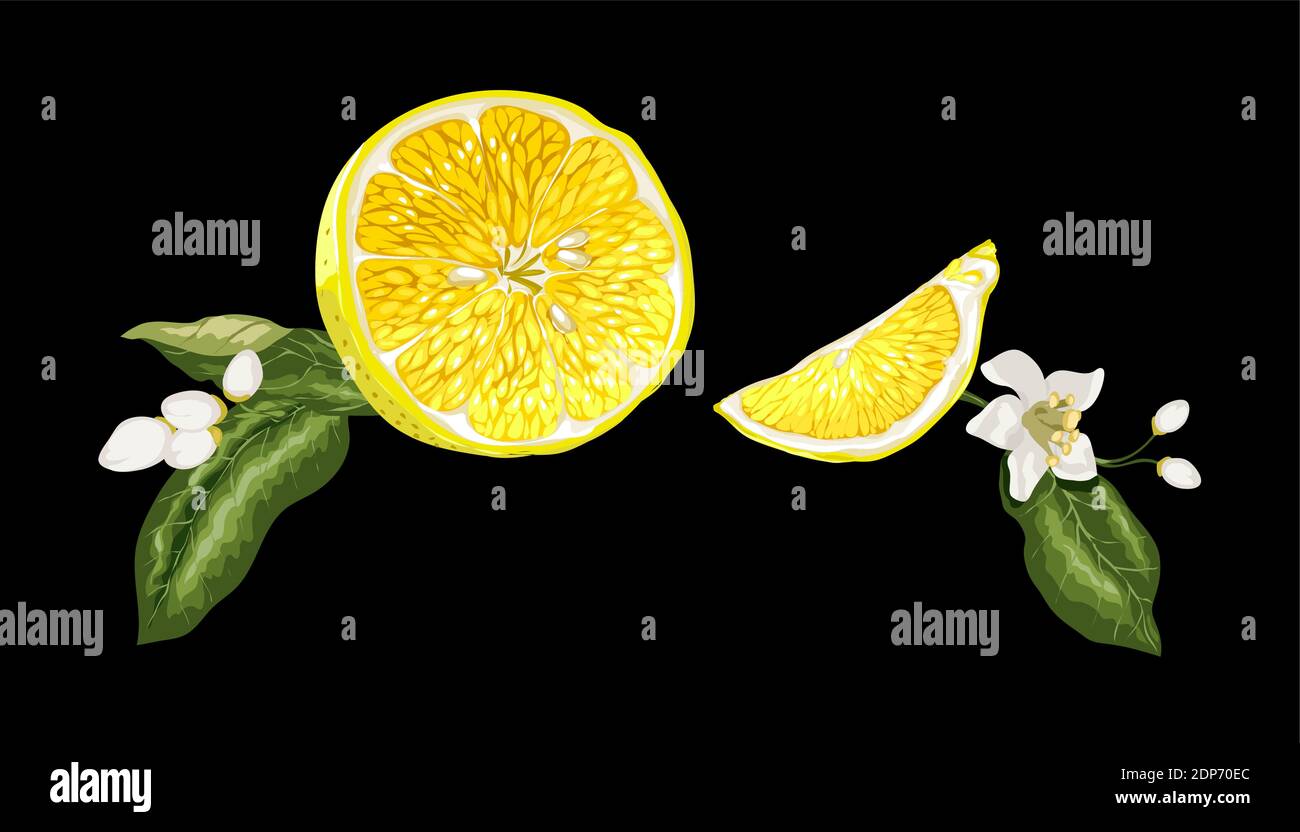 Headline capture banner image with juice half of citrus orange fruit and branches with leaves and flowers on the black background. Horizontal location Stock Vector