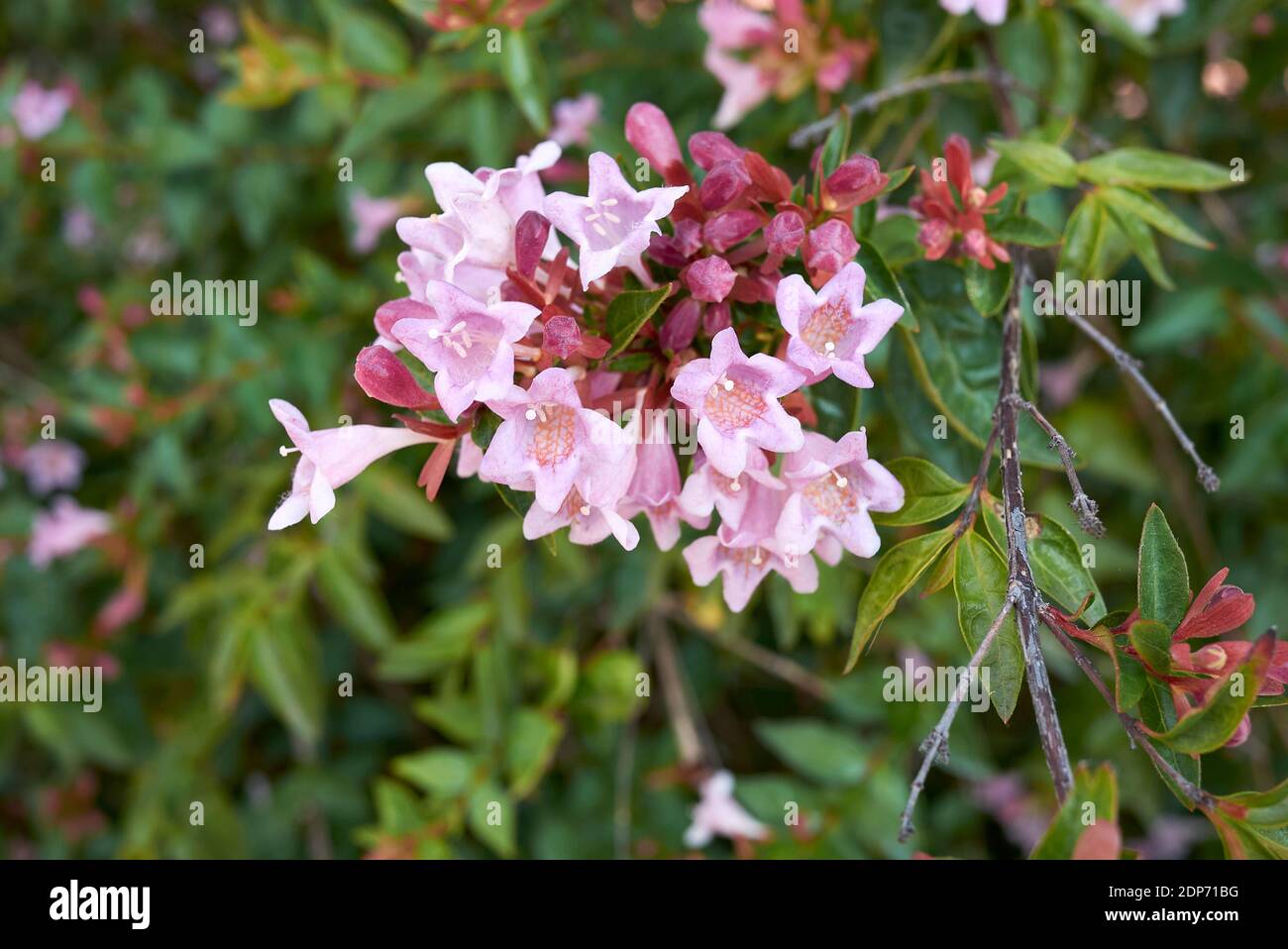 Abelia x grandiflora with pink and orange flowers Stock Photo