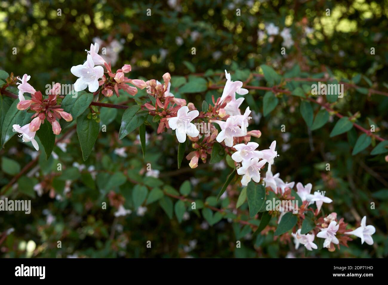 Abelia grandiflora shrub in bloom Stock Photo
