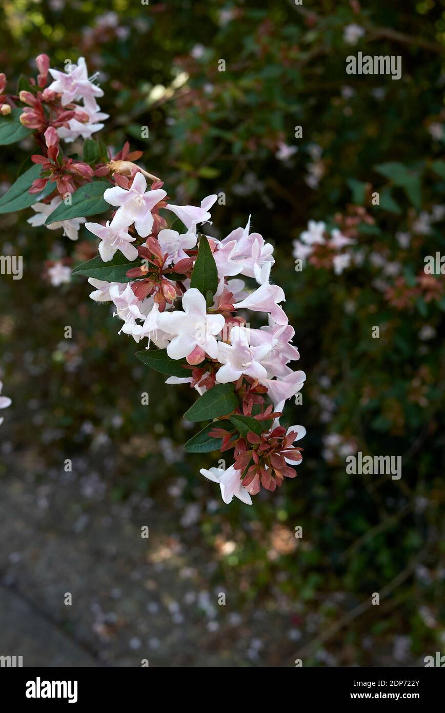 Abelia grandiflora shrub in bloom Stock Photo