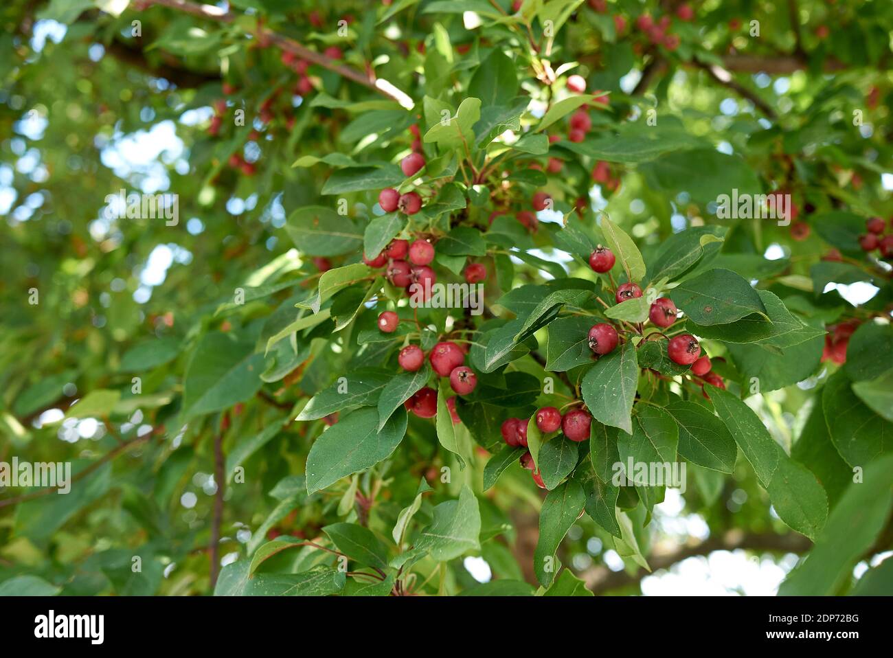 Malus baccata branch with red crab apples Stock Photo