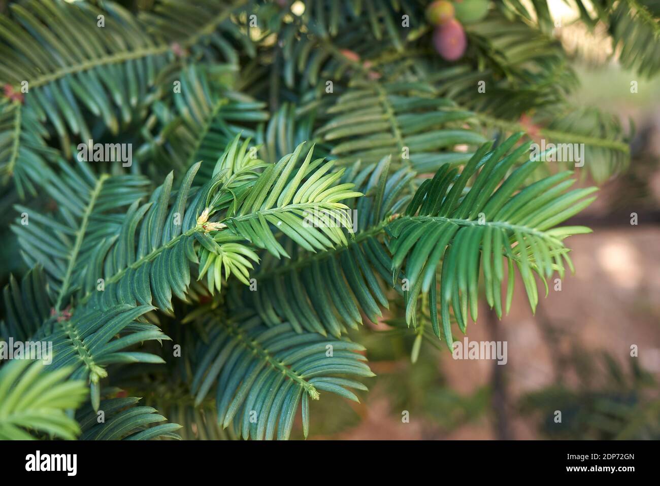 Taxus baccata leaves and seeds Stock Photo