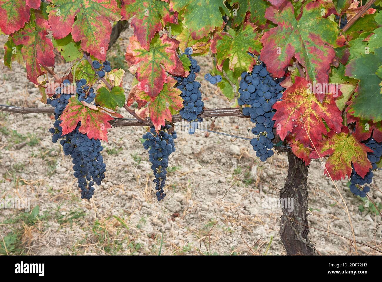 ripe bunches in a vineyard Stock Photo