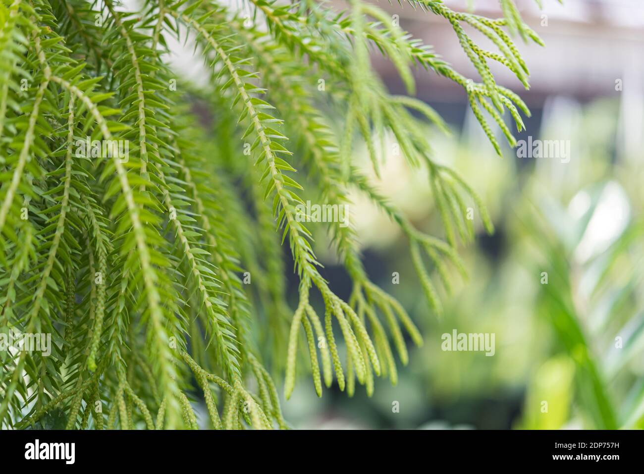Fern in nature is a member of a group of vascular plants (plants with