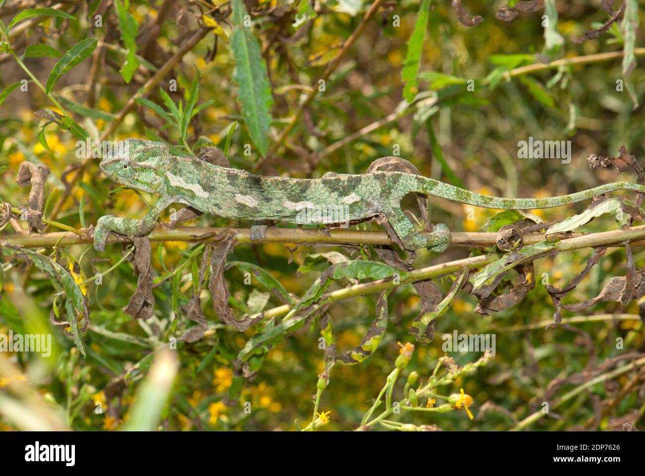 Chameleon camouflage Stock Photo