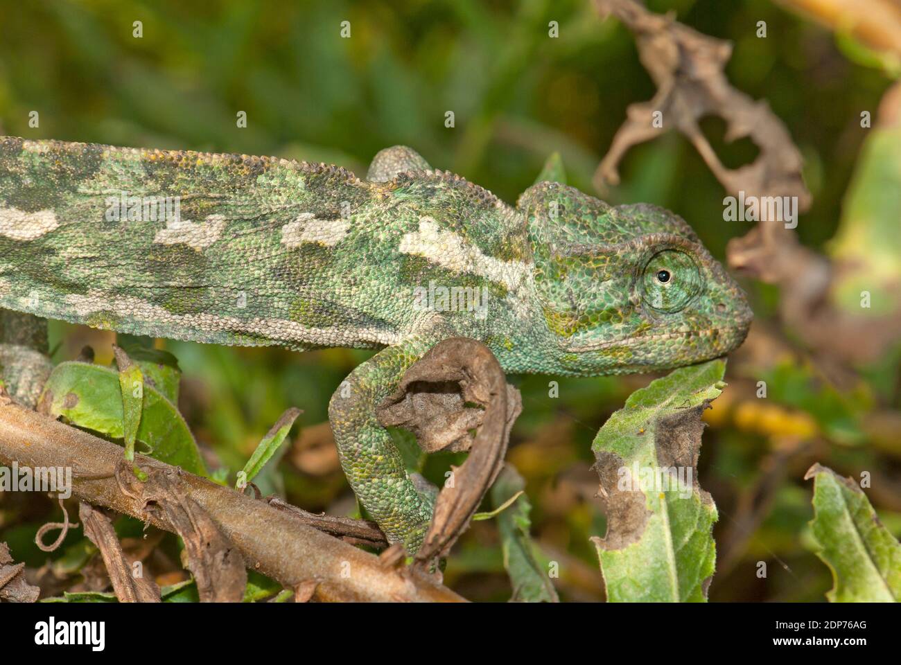 Chameleon camouflage Stock Photo