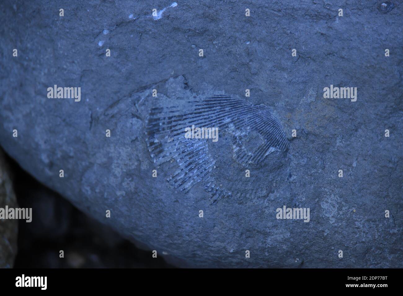 A closeup shot of an old ammonite fossil print on a rock Stock Photo
