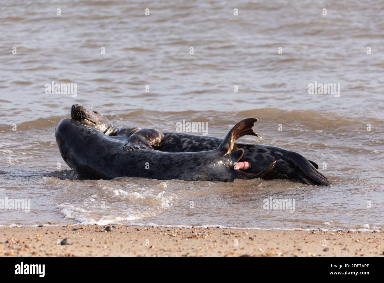 Fur seal mating hires stock photography and images Alamy
