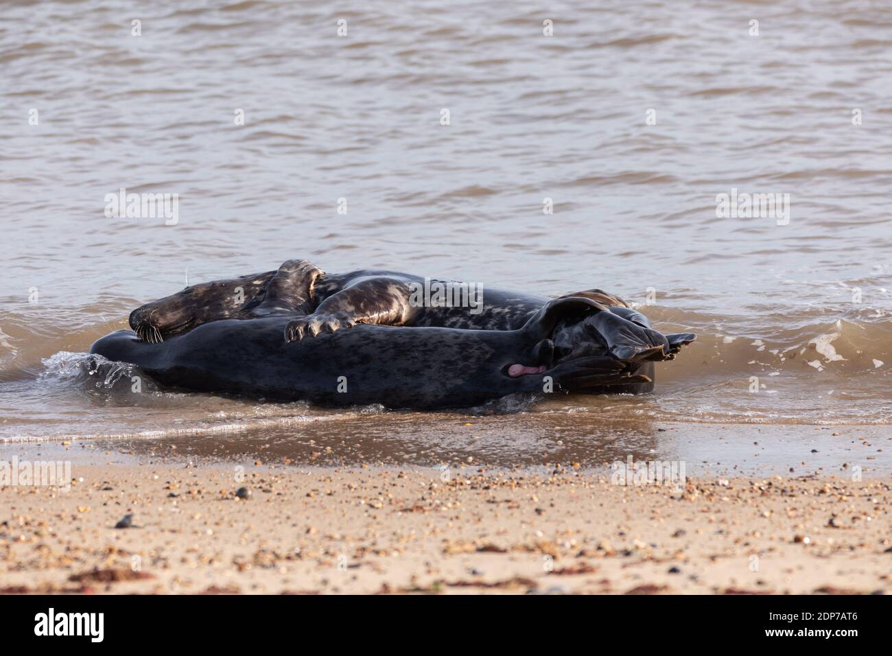 Grey Seals mating Stock Photo Alamy