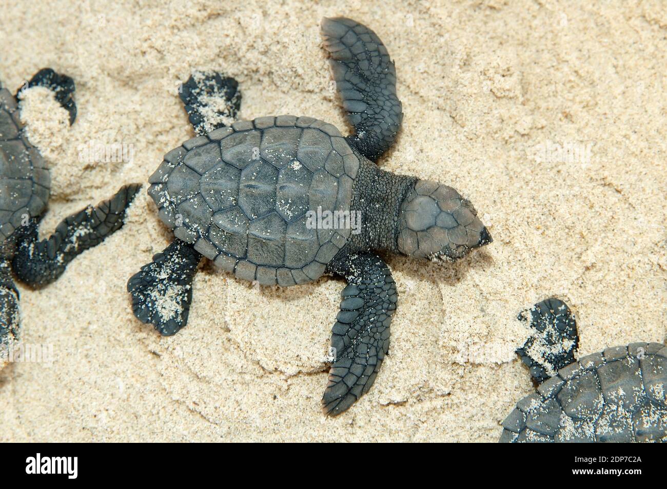 Young sea turtles in a survival race to the water Stock Photo - Alamy