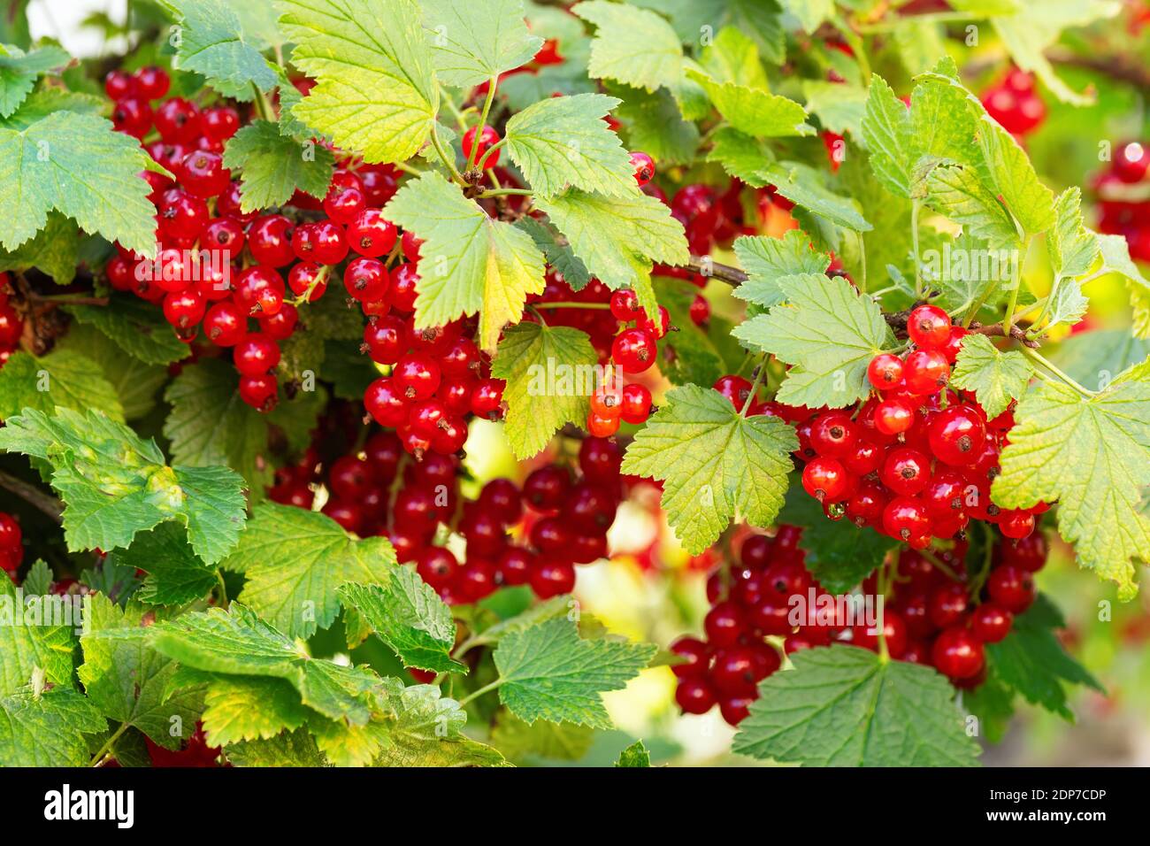 Ripe red currants (Ribes rubrum) in homemade garden. Fresh bunch of natural fruit growing on branch on farm. Close-up. Organic farming, healthy food, Stock Photo