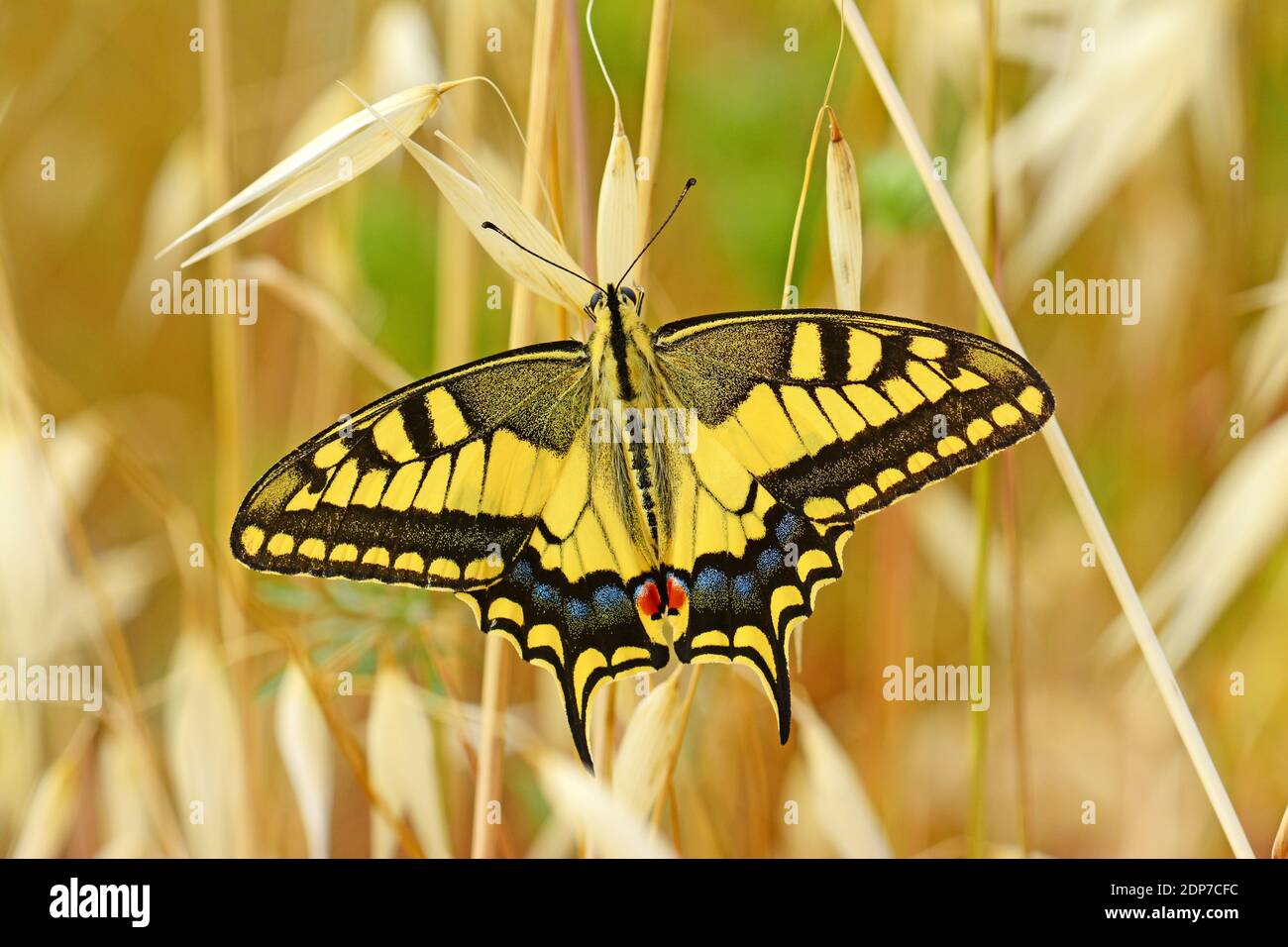 Swallowtail butterfly - spread wings Stock Photo