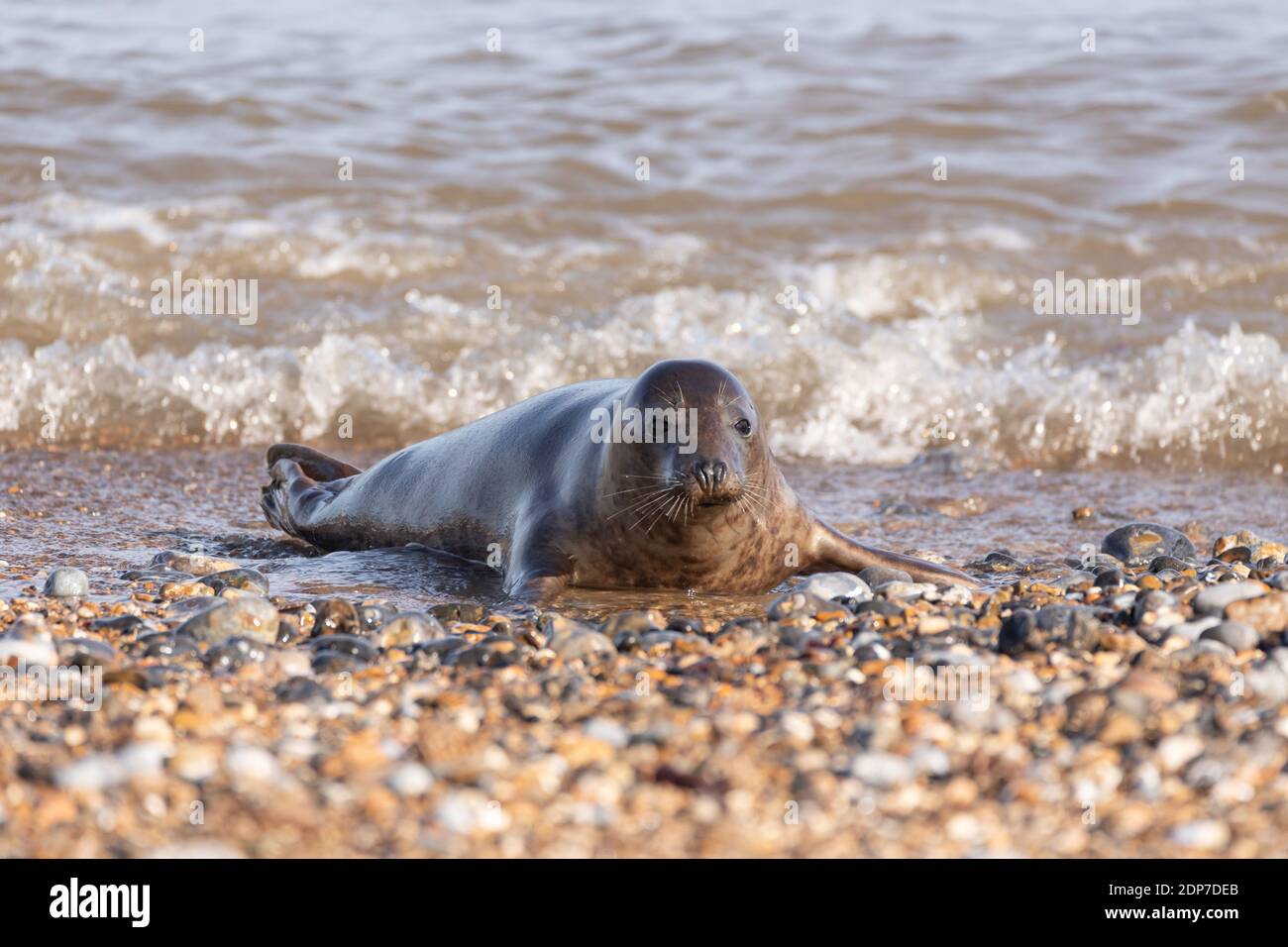 Grey Seals at Horsey Beach, Norfolk, England Stock Photo Alamy