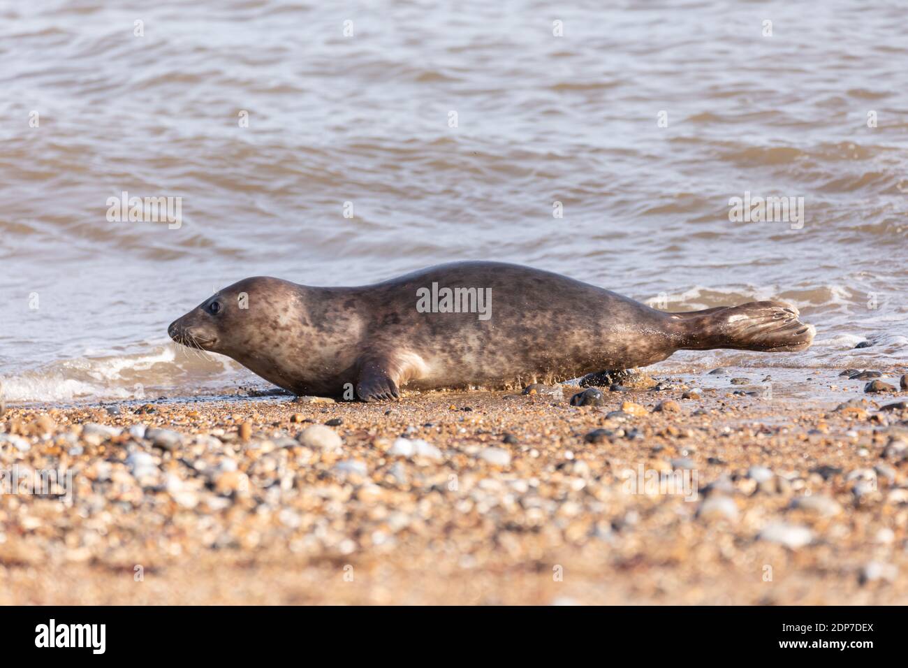 Seals beach norfolk hires stock photography and images Alamy