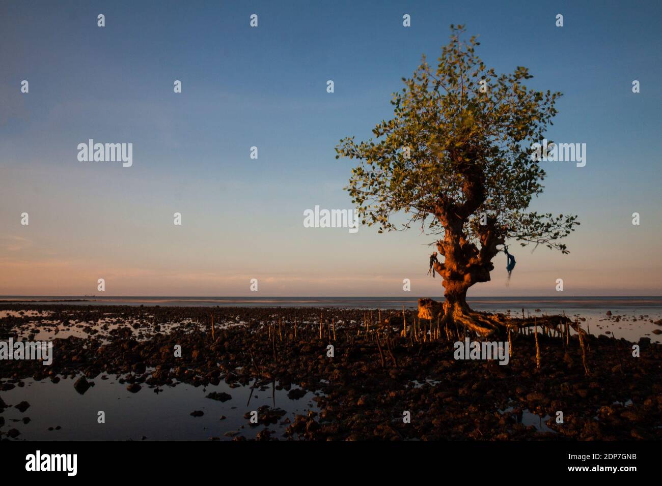 Towards dusk in the mangrove forest, Pecaron beach, Situbondo district. Stock Photo