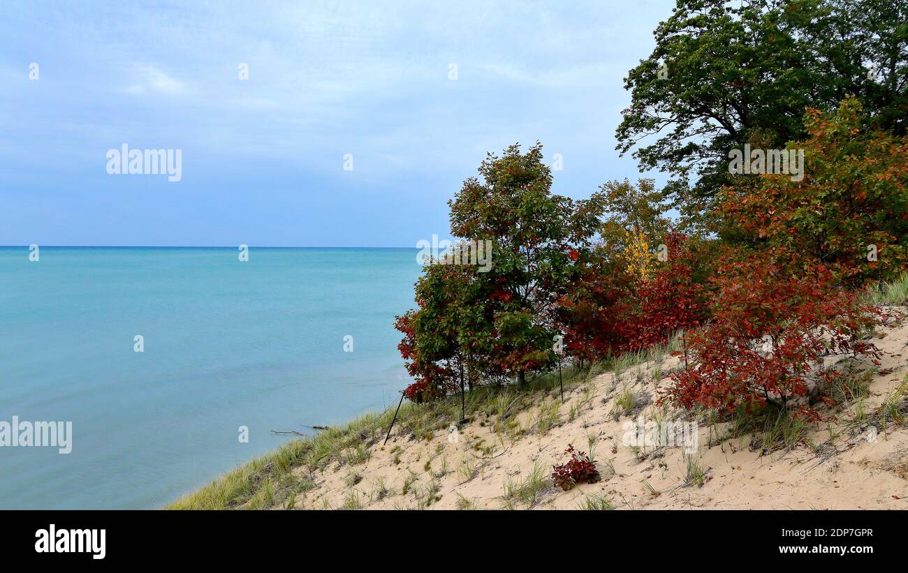 Small oak trees in autumn colors along a sandy dune at Lake Michigan Stock Photo