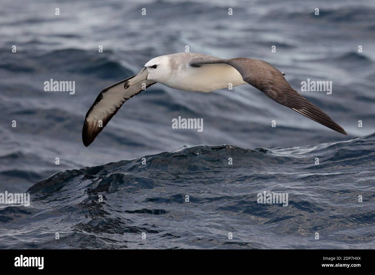 White-capped Albatross (Thalassarche steadi), 2nd cycle bird, flying at sea close to waves, New Zealand March 2013 Stock Photo
