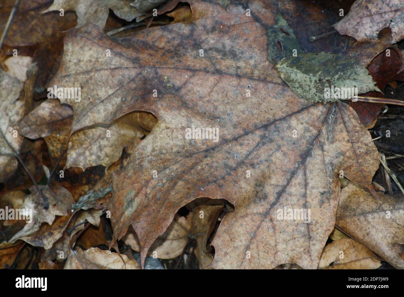 A closeup of dried tree leaves on the ground at daytime in autumn Stock ...