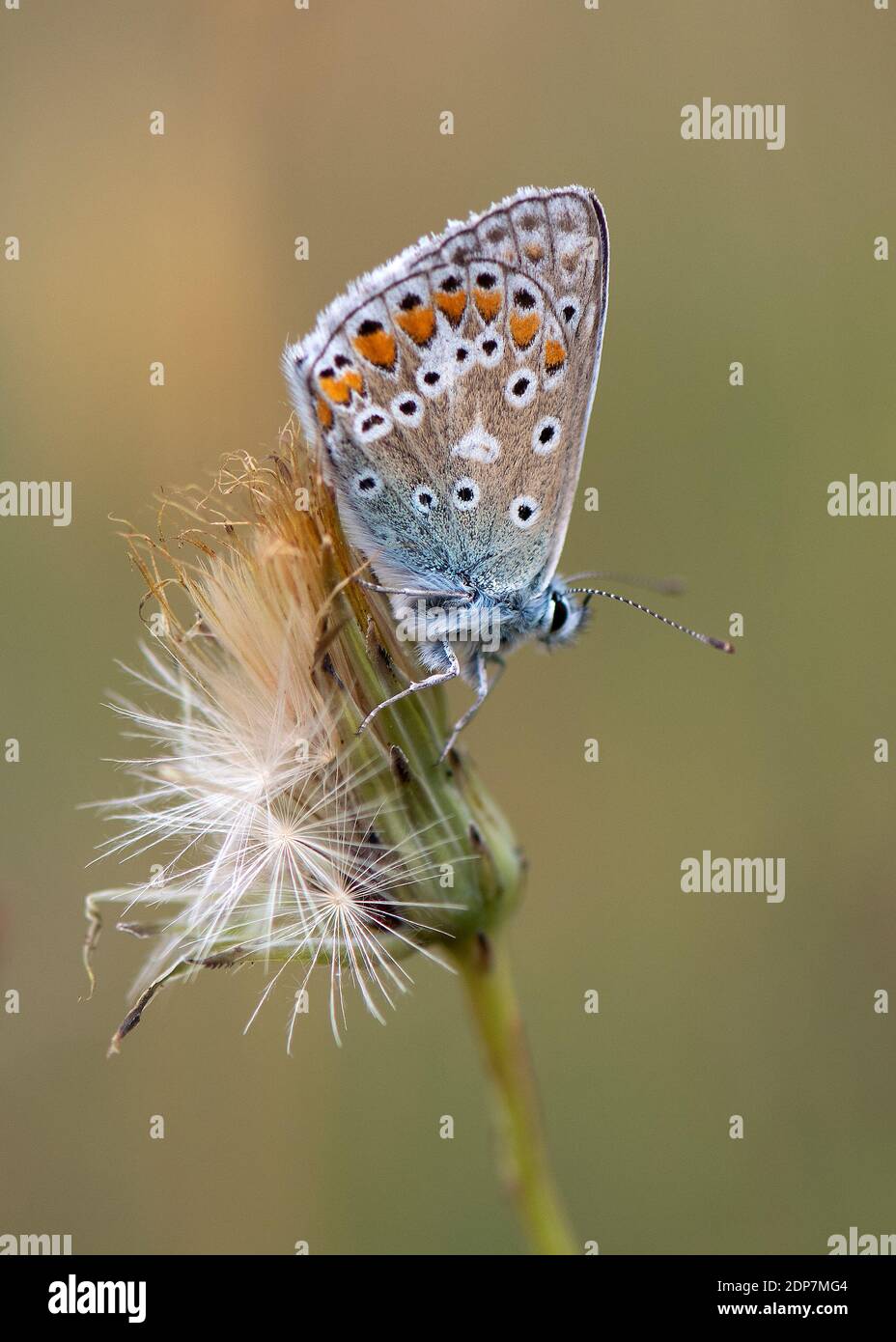 Common Blue Butterfly, Mabie, Dumfries, Scotland Stock Photo Alamy