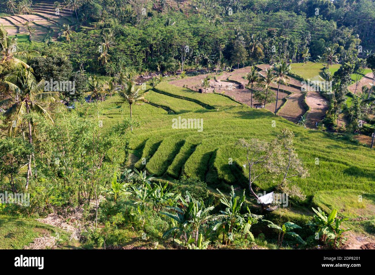 rice fields in Rembangan, Jember district, East Java Stock Photo