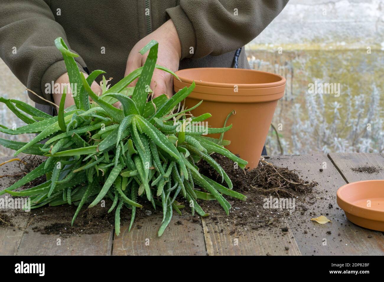 Midsection Of Person Planting Aloe Vera In Pot Stock Photo