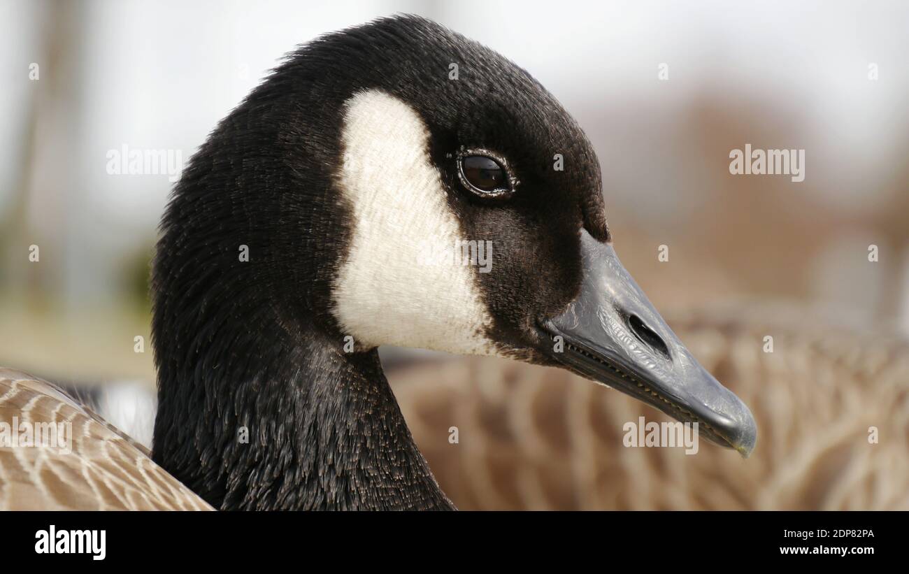 Close-up Of Canadian Goose Head Stock Photo - Alamy