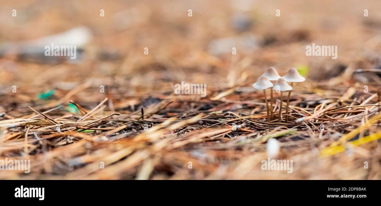 A selective focus shot of mycena mushrooms Stock Photo