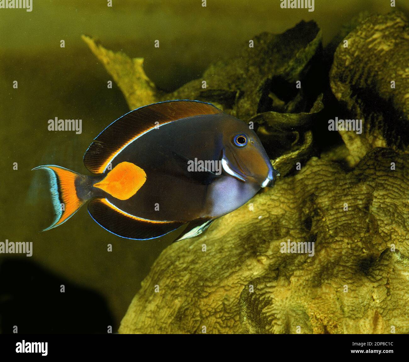 Red-Tailed SurgeonFish or Achilles Tang, acanthurus achilles Stock Photo