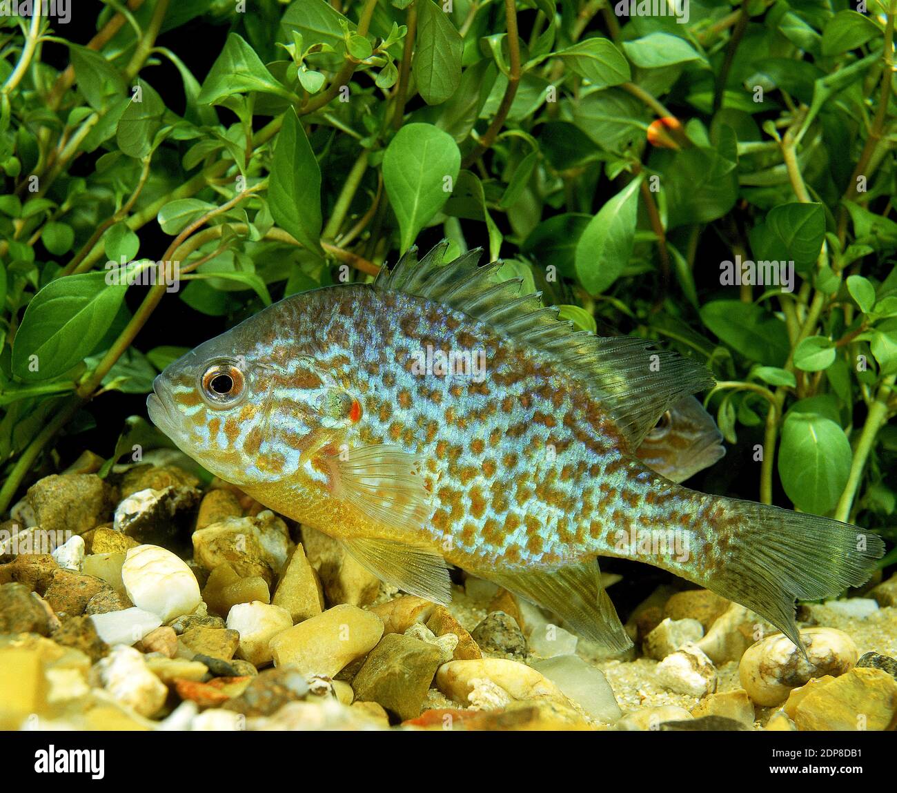 Pumpkinseed Sunfish, lepomis gibbosus Stock Photo - Alamy