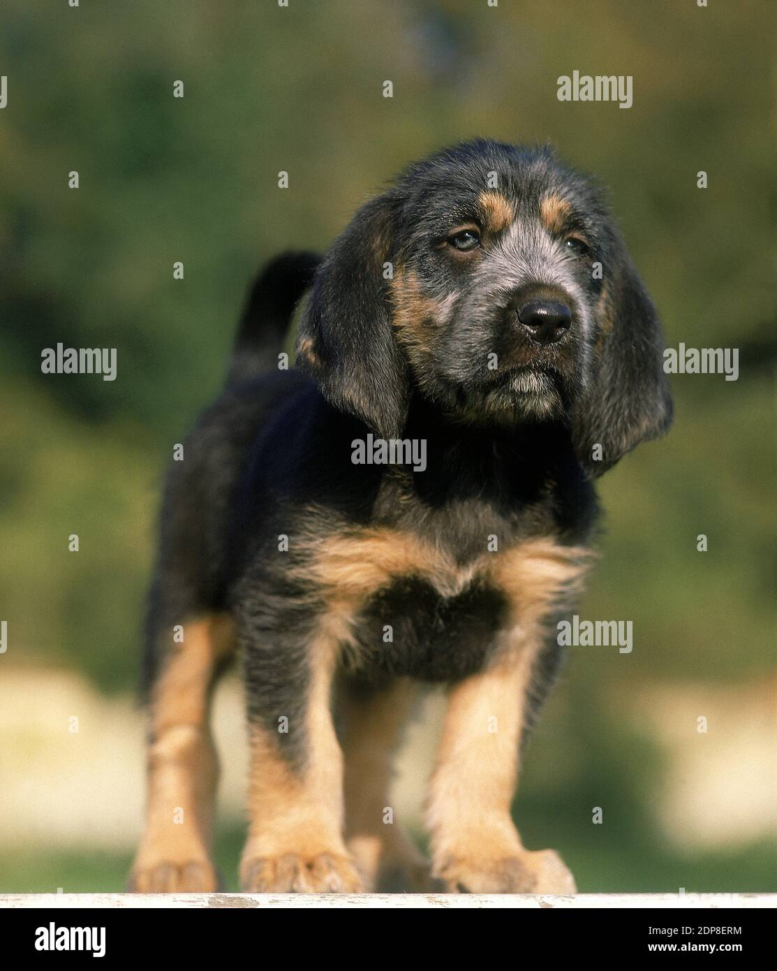 Griffon Nivernais Dog, Pup Stock Photo