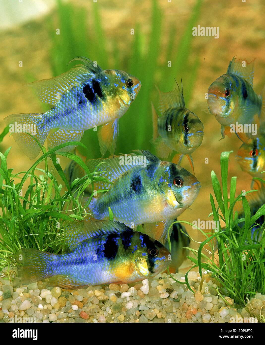 Blue German Ram, mikrogeophagus ramirezi Stock Photo