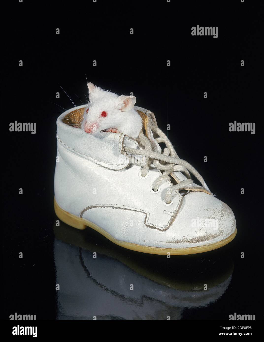 White Mouse, mus musculus standing in Baby's Shoe Stock Photo - Alamy