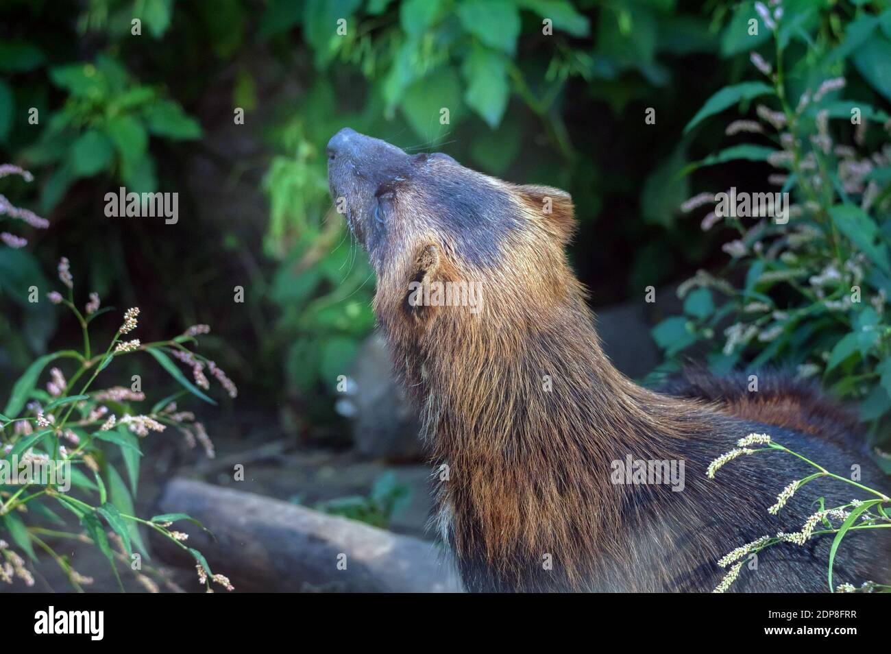 Wolverine or Gulo gulo, or quickhatch hunting in the tall grass Stock ...