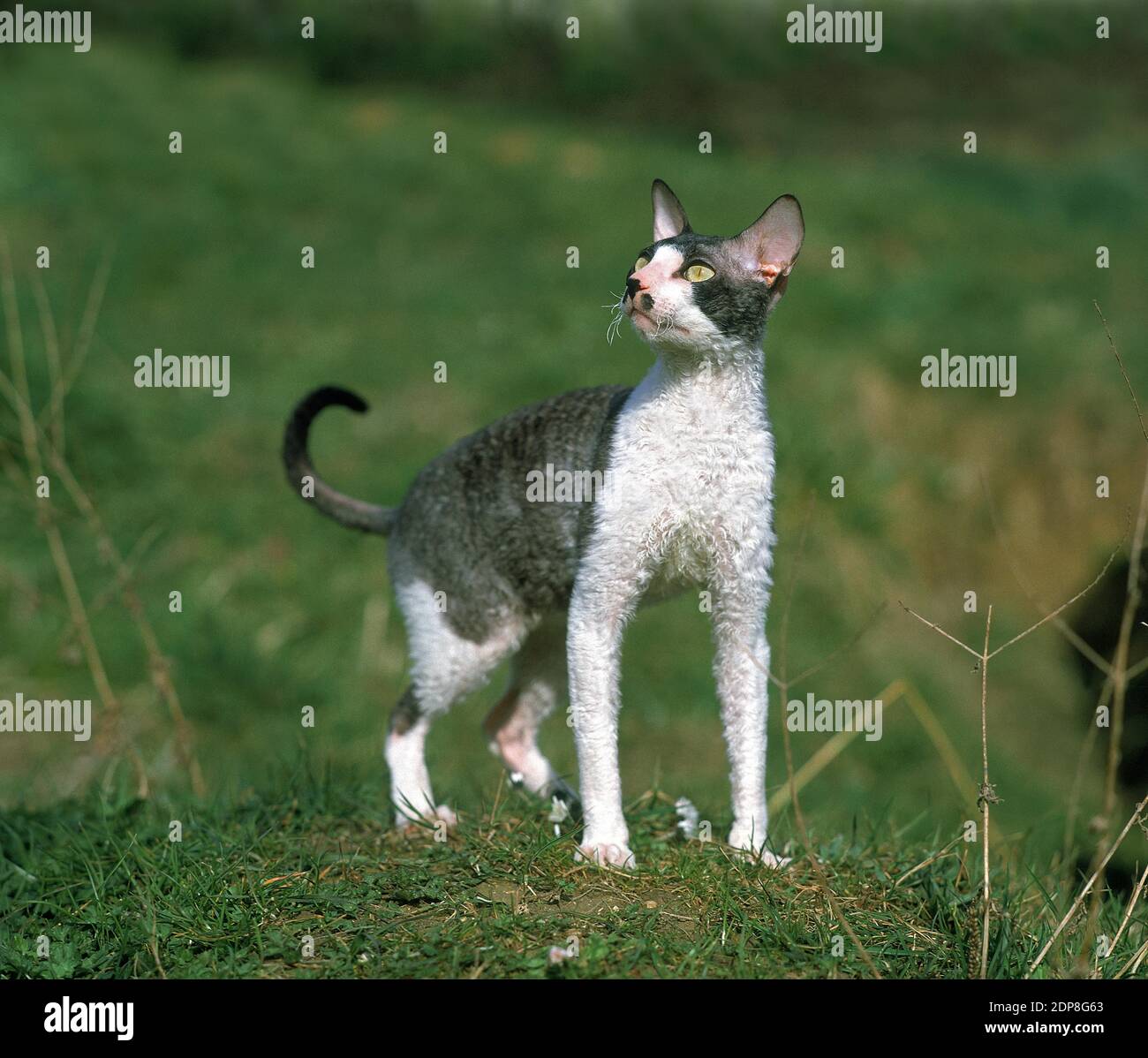 Cornish Rex Domestic Cat Stock Photo