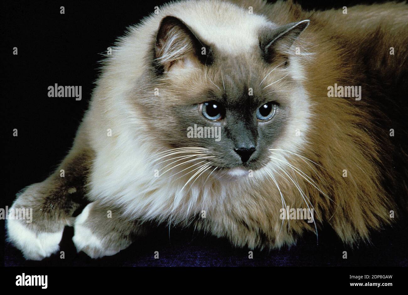 Ragdoll Domestic Cat laying against Black Background Stock Photo Alamy