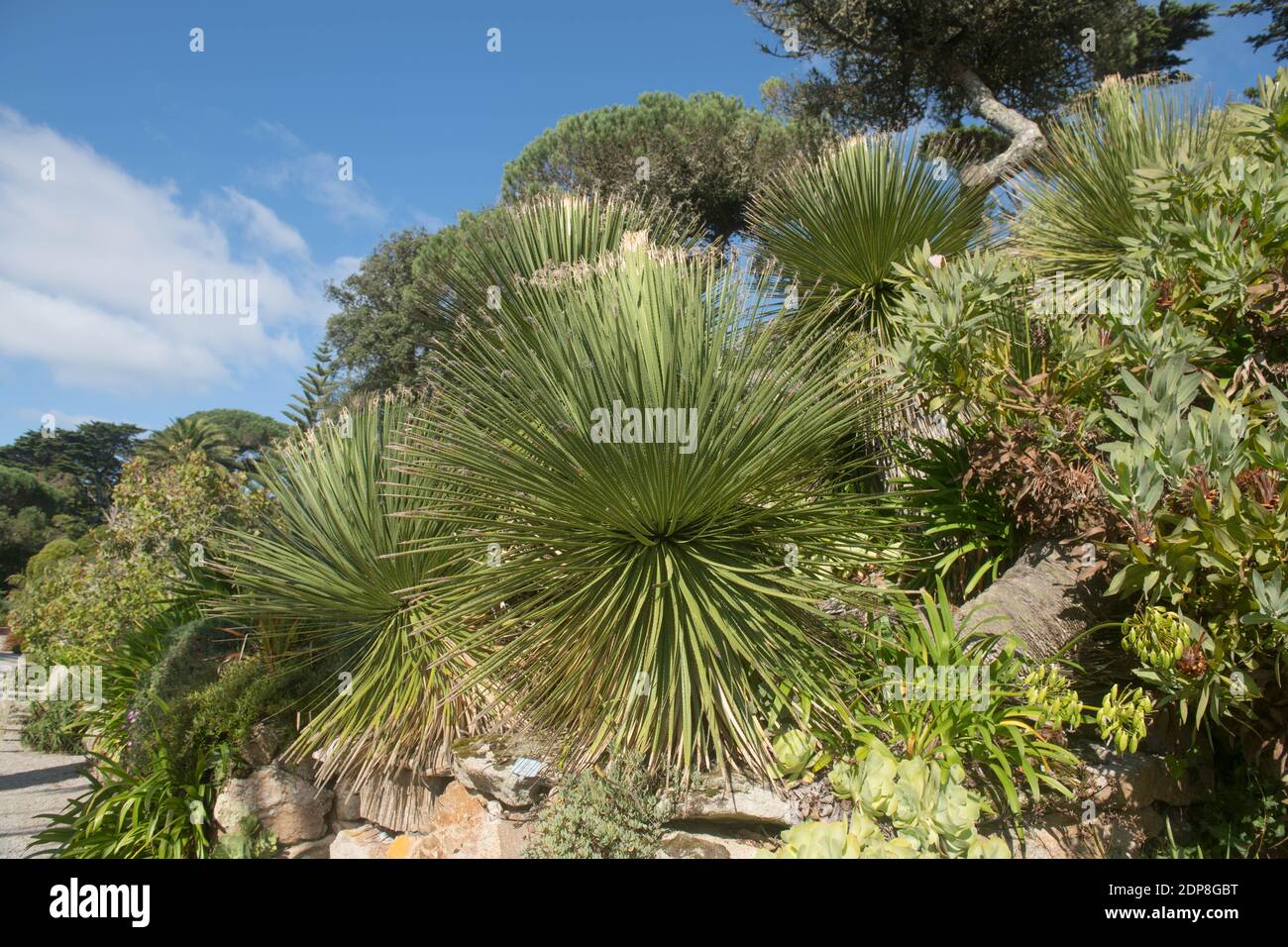 Evergreen Foliage of a Succulent Great Desert Spoon or Green Sotol Plant (Dasylirion acrotichum) Growing in a Tropical Garden on the Island of Tresco Stock Photo