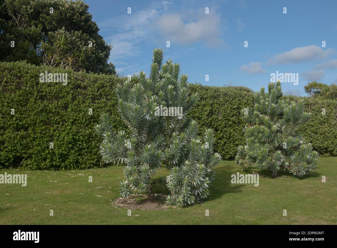 Green Foliage of a South African Pine or Silver Tree (Leucadendron argenteum) Growing in a Garden on the Island of Tresco in the Isles of Scilly Stock Photo