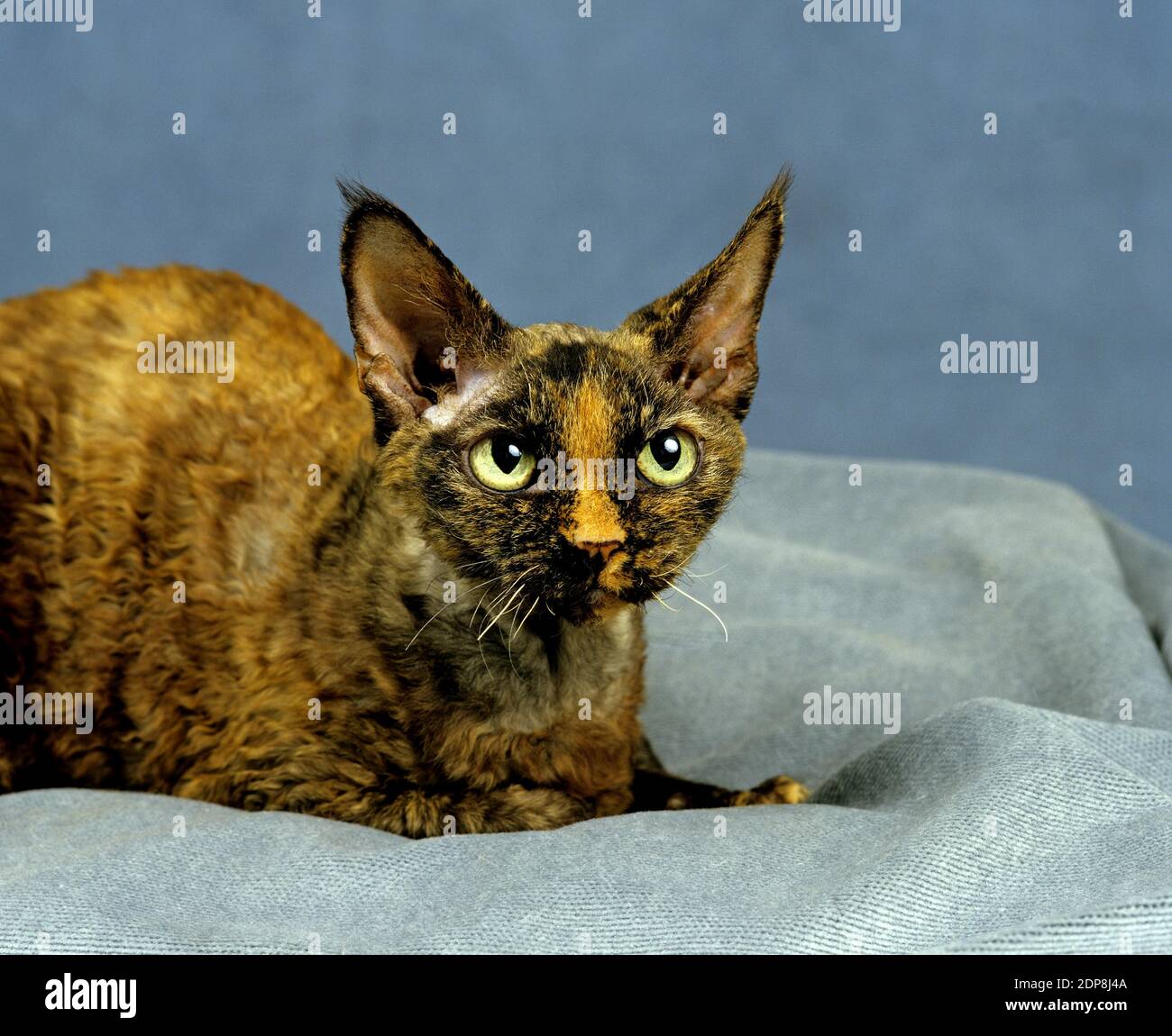 Devon Rex Domestic Cat laying Stock Photo