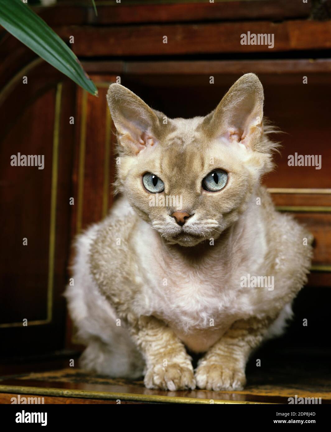 Devon Rex Domestic Cat laying Stock Photo