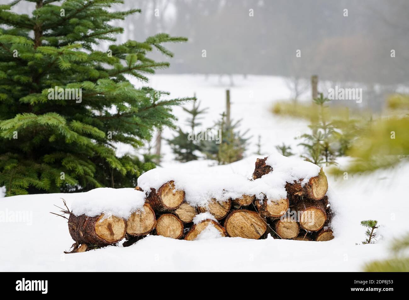 Neatly piled stack of chopped dry trunks wood covered with snow outdoors on bright cold winter day, abstract background. Chunks of stacked firewood. Stock Photo